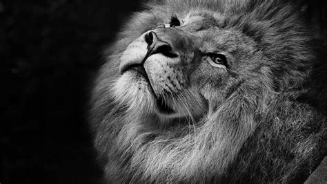 Pc Wallpaper 4k Lion 4k Dark Lion Wallpapers Wallpaper 4k