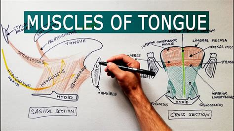 Muscles Of The Tongue Anatomy Tutorial Youtube