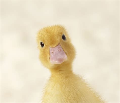 Lista 104 Imagen Que Comen Los Patos Bebes Amarillos Actualizar