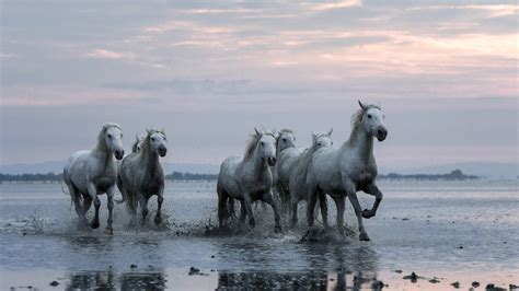 White Horses Are Running On Water With Cloudy Sky Background Hd Animals