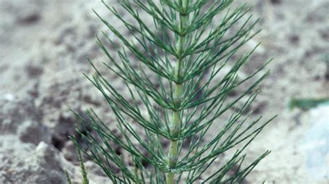 Cavalinha Dos Campos Dicotiledóneas Perenes Syngenta