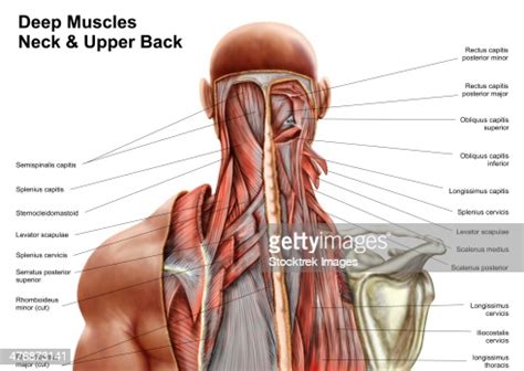 The upper back is a complex area containing a number of muscles that perform various actions on the scapulae (shoulder blades) and humerus. Human Anatomy Showing Deep Muscles In The Neck And Upper ...