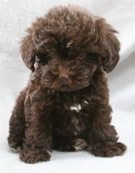 Schnoodle Puppies For Adoption Near Me Cute Puppies For Me
