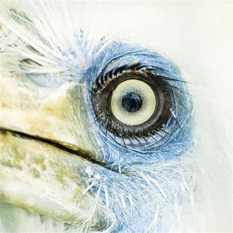 Macro Bird Eye Stock Image Image Of Close Eyelashes 3444545