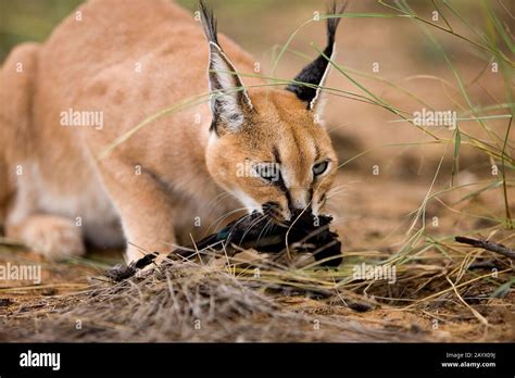 Caracal Hunting Hi Res Stock Photography And Images Alamy