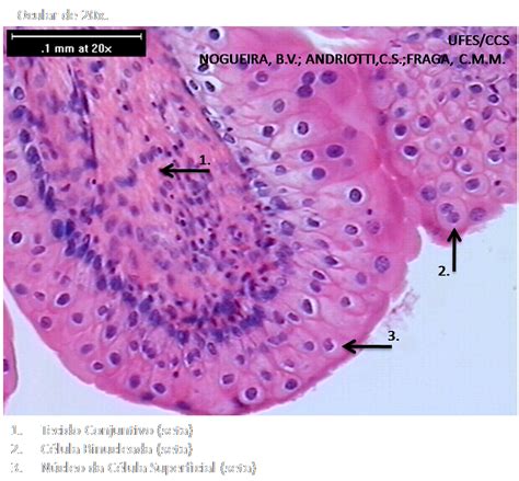 Histologia Tecido Epitelial De Revestimento