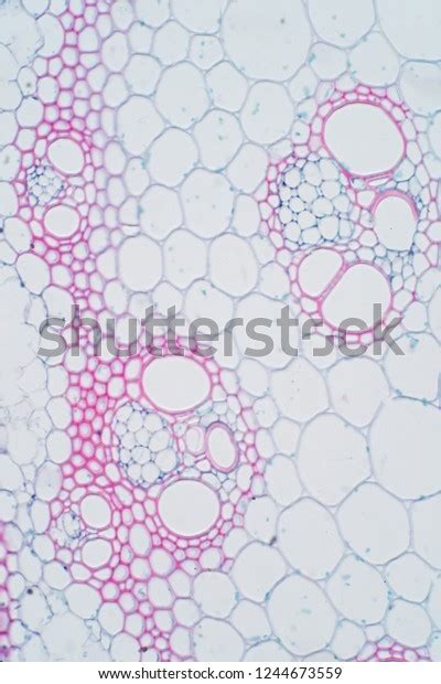 Plant Vascular Tissue Under Microscope View Stock Photo 1244673559