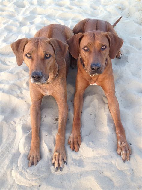 Beautiful purebed rhodesian ridgeback puppies for sale pretoria east. Buying a puppy - Essential questions you should ask the ...