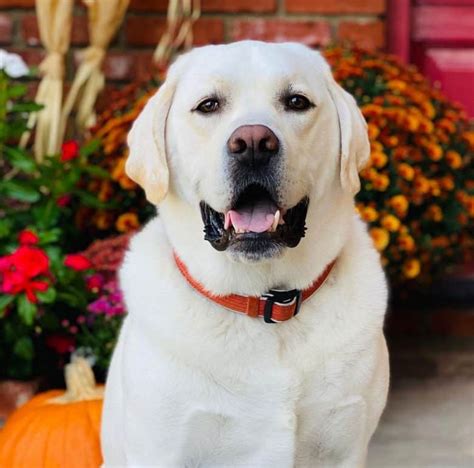 Are White Labradors Purebred And Other Facts You Need To Know K9 Web
