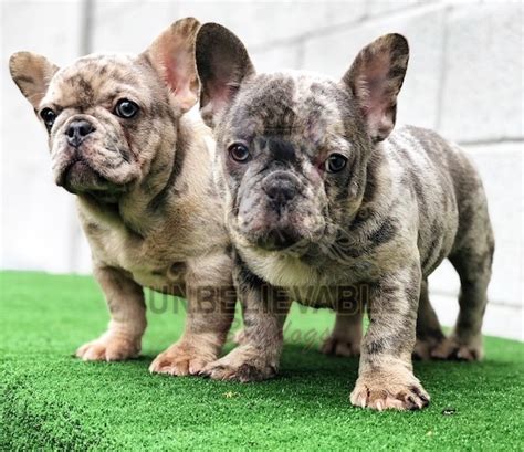 Mum is a stunning blue french bulldog kc registered dad is a staffordshire bull terrier puppies have lovely temperaments. Lilac And Tan Merle French Bulldog For Sale