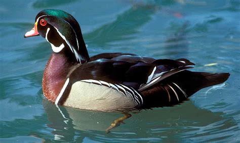 Duck — Texas Parks And Wildlife Department Poultry Breeds Poultry Farm