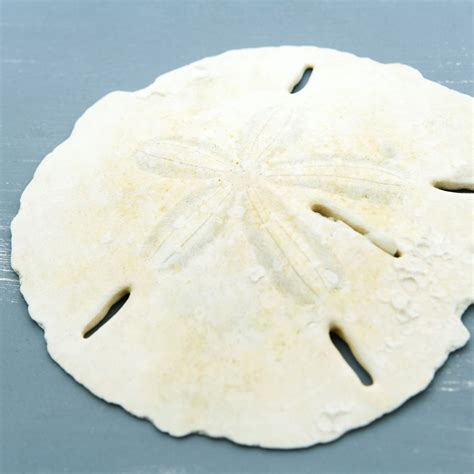 How To Take Care Of A Sand Dollar Dollar Poster