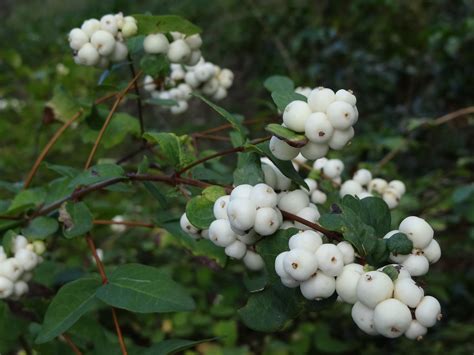 The pink drift rose bush with pink flowers drift roses are the only groundcover roses drift roses are the only groundcover roses you need! snow berry | Common Snowberry | Careann's Musings | Flower ...