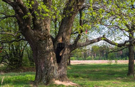 Deep Hollow In The Trunk Of The Ancient Oak Tree In Early Spring Stock