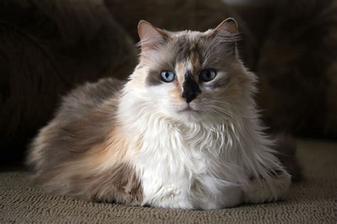 The Calico Cat Cat Breeds Encyclopedia