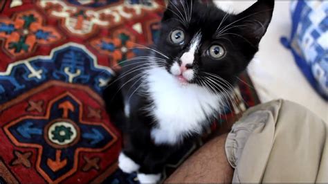 Tuxedo Kitten Meowing Cute Youtube