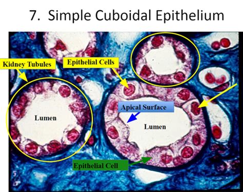 Simple Cuboidal Epithelium Apical Surface