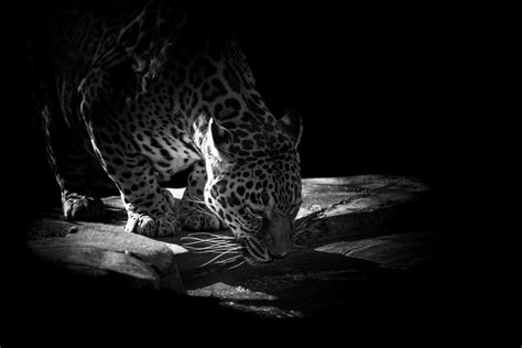 Big Cats Jaguar Wallpapers Hd Desktop And Mobile Backgrounds