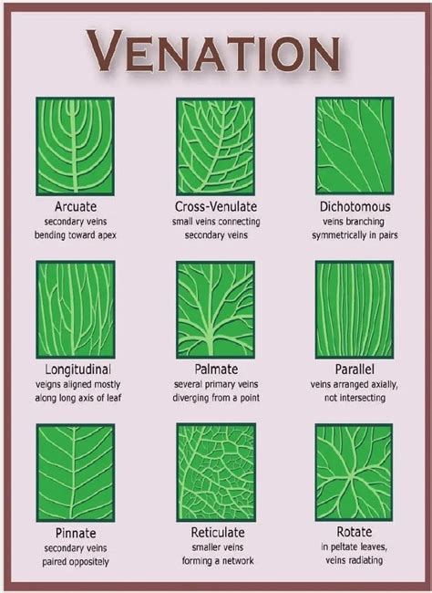 Leaf Venation Types Plants Botany Plant Identification