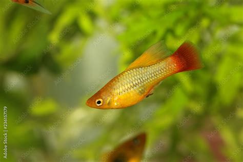 Hi Fin Platy Platy Male Xiphophorus Maculatus Tropical Aquarium Fish