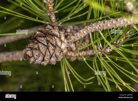 Cone Of Chinese Red Pine Or Table Top Pine Pinus Tabuliformis Stock