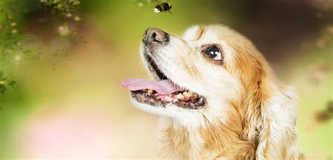 My Dog Ate A Bee What Should I Do My Pet Needs That