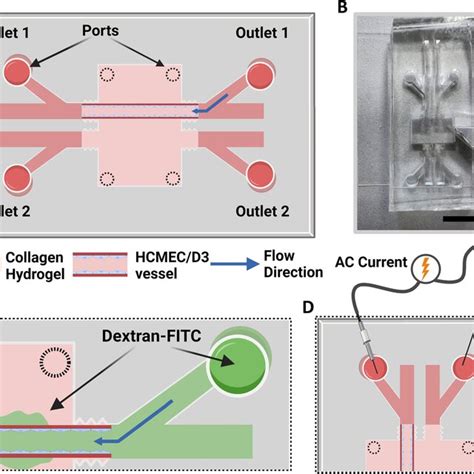 3d Bloodbrain Barrier Model A Schematic Of A Microfluidic Device With
