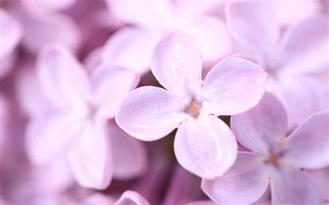 Violet Lilac Flowers Macbook Air Wallpaper Download Allmacwallpaper