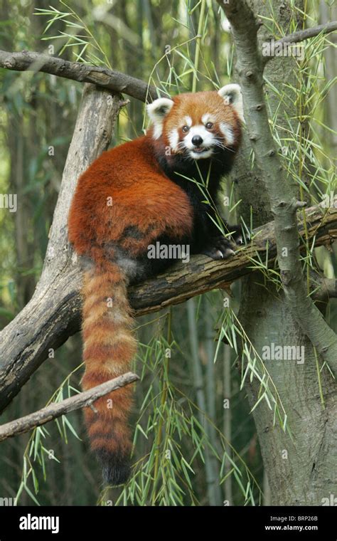 Red Panda Sitting On Branch Of A Tree With Its Long Bushy Tail Hanging