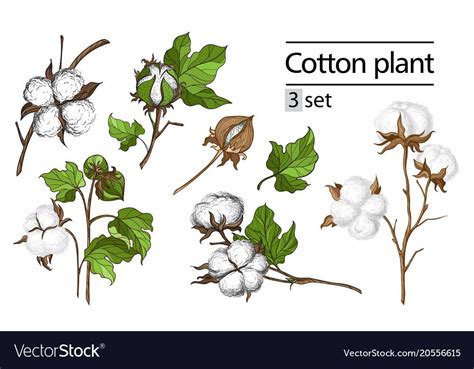 Vector Set Of Hand Draw Ink Cotton Plant And Lettering Botanical
