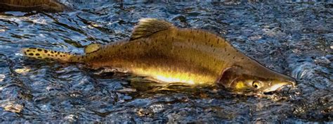 Ter mye pukkellaks i 2021pukkellaks har en livssyklus på to år og basert på foreløpige rapporter om fangst av pukkellaks i sjøen, og undersøkelser av gytinga fra to år siden. Rekordfangster af pukkellaks i Norskehavet - Fiskepleje.dk