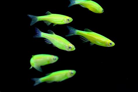 How Zebrafish Became The Hottest Animal In Science Vox