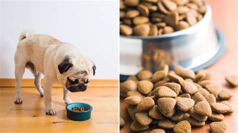 Best Dog Food For Pugs In 2021 A Complete Guide