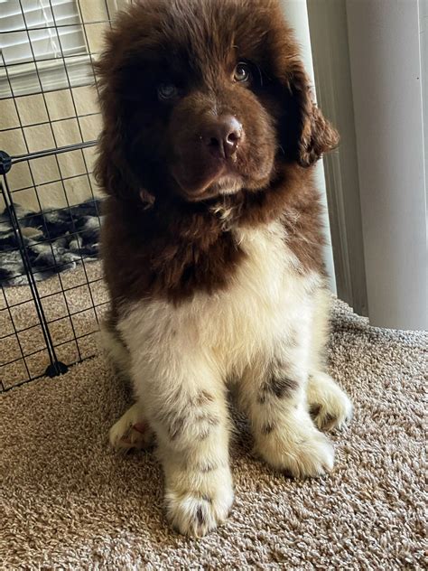 We are located on the west coast of florida, near st. Newfoundland Dog Puppies For Sale | Tampa, FL #315317