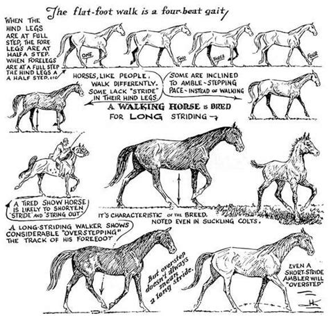Walking Horse Trivia The Unmistakable Tennessee Walking Horse