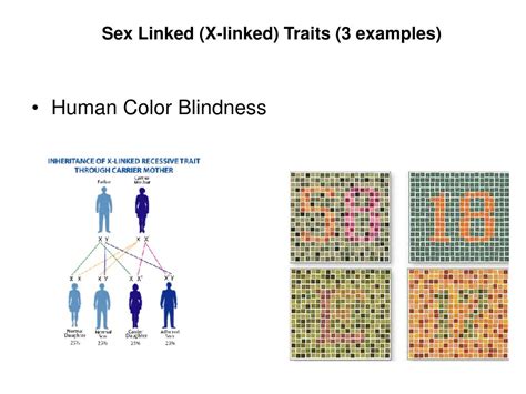 Ppt Sex Determination And Sex Linked Traits Powerpoint Presentation Free Download Id 6646326