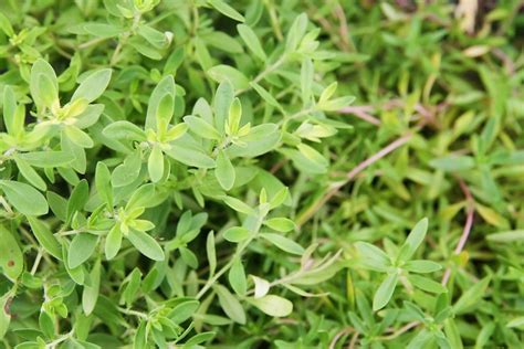 6 Tips For Growing Red Creeping Thyme In Texas