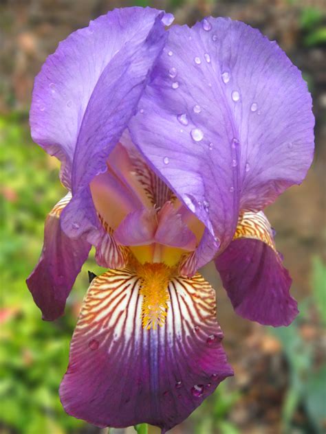 Description Purple Iris Pn 