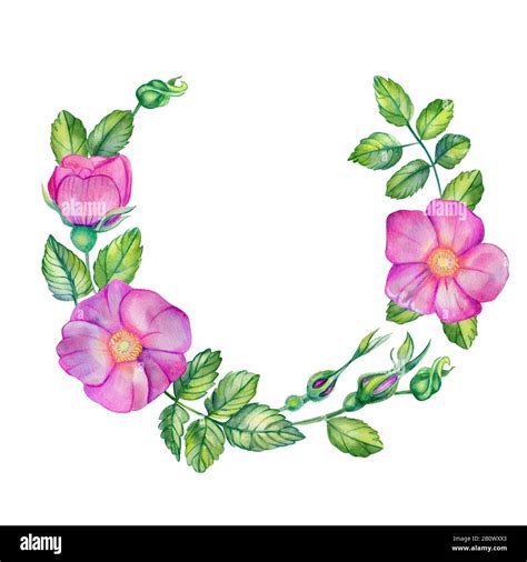 Watercolor Wreath With Wild Rose Pink Flowers Leaves Buds And