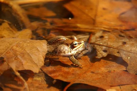frog calling for a mate smithsonian photo contest smithsonian magazine