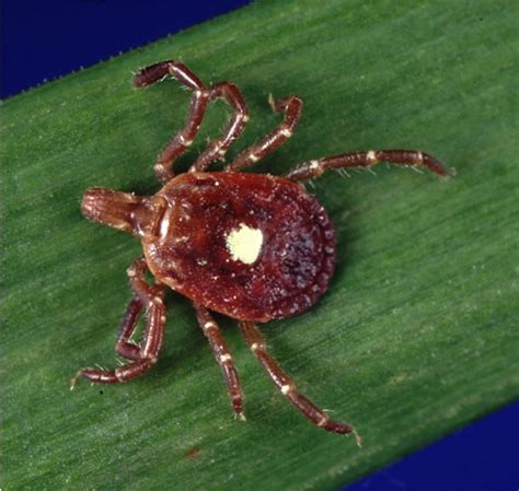 Lone Star Tick Bite May Trigger Allergic Reaction To Meat Symptoms