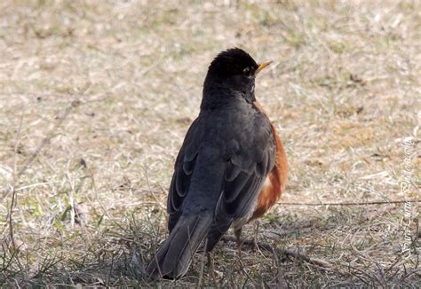 Robin ~ Bird Photography By Sara Turner Bird Photography Bird Robin