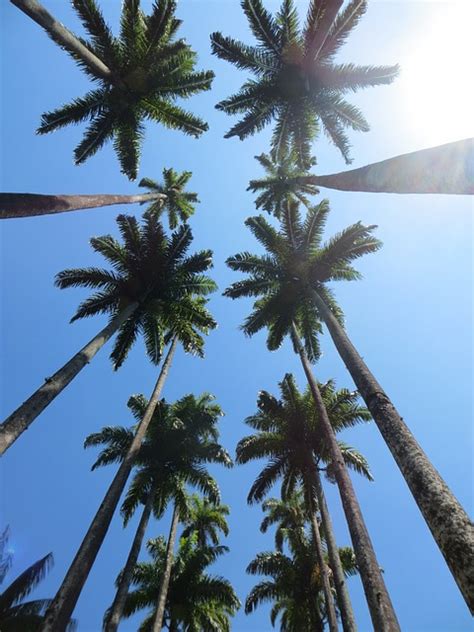 Palm Trees Sky · Free Photo On Pixabay