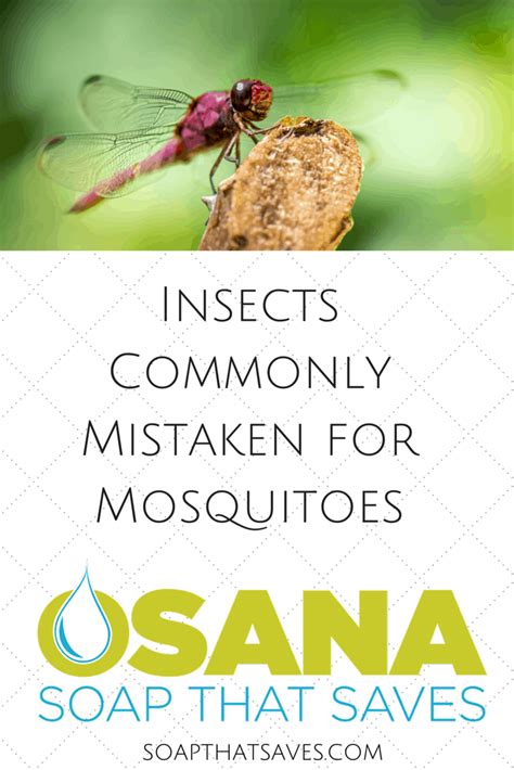 Insects Commonly Mistaken For Mosquitoes Osana Bar All Natural