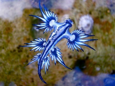 9 Sea Creatures Who Are Out Of This World Earth Rangers