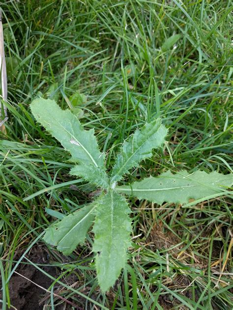 How To Kill Thistles In Garden 9 Lawn Weeds You Won T Want In Your