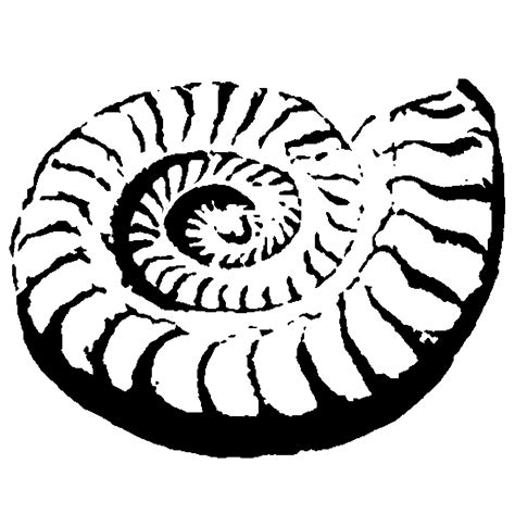 Fossil Drawing At Getdrawings Free Download