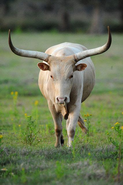 Discover The Majestic Texas Longhorn