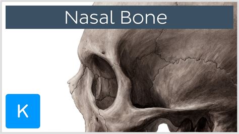 Nasal Bone Anatomy Function And Diagram Human Anatomy Kenhub Youtube