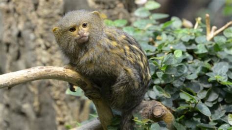 Smallest Monkeys In The World 10 Small Primates W Pictures